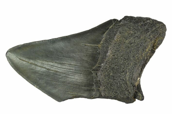 Partial Fossil Megalodon Tooth - South Carolina #125257